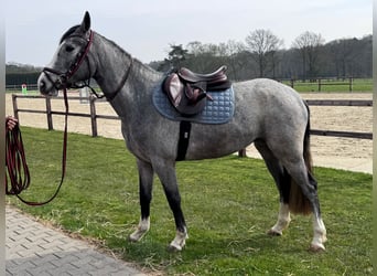 Koń westfalski, Klacz, 3 lat, 160 cm, Siwa