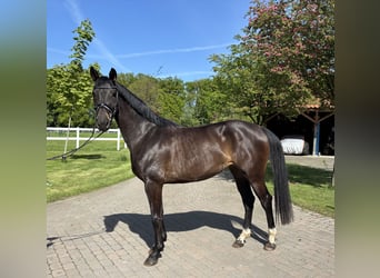 Koń westfalski, Klacz, 3 lat, 161 cm, Gniada