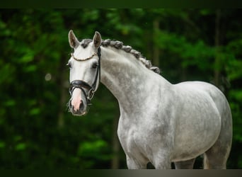 Koń westfalski, Klacz, 3 lat, 161 cm, Siwa