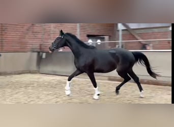 Koń westfalski, Klacz, 3 lat, 162 cm, Ciemnogniada