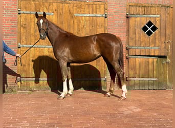 Koń westfalski, Klacz, 3 lat, 162 cm, Ciemnokasztanowata