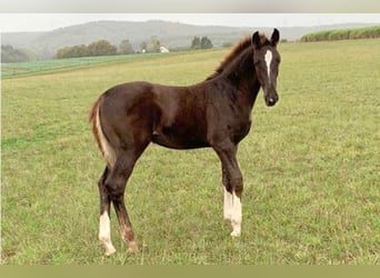 Koń westfalski, Klacz, 3 lat, 162 cm, Ciemnokasztanowata
