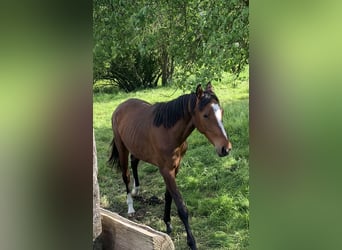 Koń westfalski, Klacz, 3 lat, 162 cm, Gniada