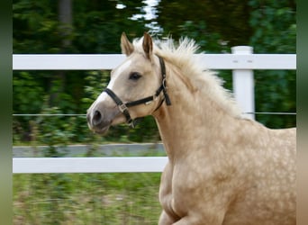 Koń westfalski, Klacz, 3 lat, 162 cm, Izabelowata