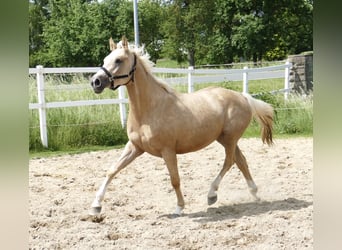 Koń westfalski, Klacz, 3 lat, 162 cm, Izabelowata