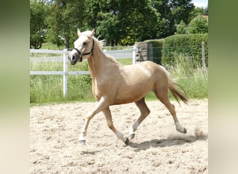 Koń westfalski, Klacz, 3 lat, 162 cm, Izabelowata