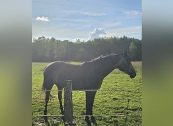 Koń westfalski, Klacz, 3 lat, 162 cm, Może być siwy