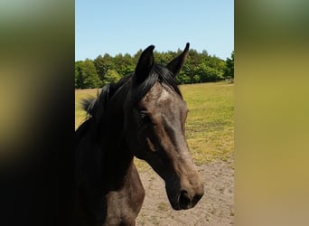 Koń westfalski, Klacz, 3 lat, 162 cm, Może być siwy