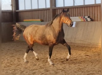 Koń westfalski, Klacz, 3 lat, 163 cm, Gniada