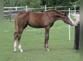 Koń westfalski, Klacz, 3 lat, 163 cm, Kasztanowata