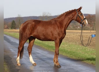 Koń westfalski, Klacz, 3 lat, 163 cm, Kasztanowata