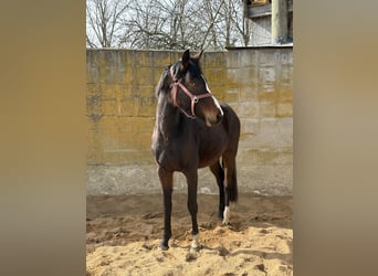 Koń westfalski, Klacz, 3 lat, 164 cm, Ciemnogniada