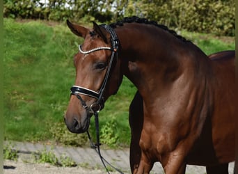 Koń westfalski, Klacz, 3 lat, 164 cm, Gniada