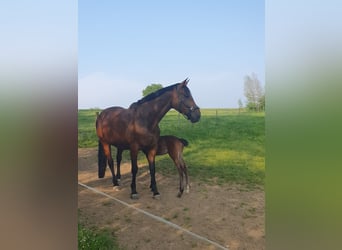 Koń westfalski, Klacz, 3 lat, 164 cm, Gniada