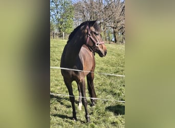 Koń westfalski, Klacz, 3 lat, 164 cm, Gniada