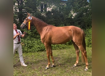 Koń westfalski, Klacz, 3 lat, 164 cm, Kasztanowata