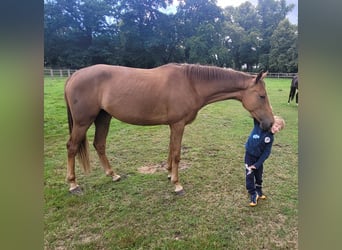 Koń westfalski, Klacz, 3 lat, 164 cm, Kasztanowata