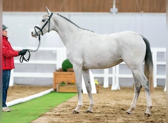 Koń westfalski, Klacz, 3 lat, 164 cm, Siwa