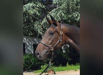 Koń westfalski, Klacz, 3 lat, 165 cm, Ciemnogniada