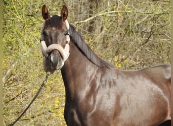 Koń westfalski, Klacz, 3 lat, 165 cm, Ciemnokasztanowata