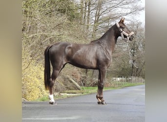 Koń westfalski, Klacz, 3 lat, 165 cm, Ciemnokasztanowata