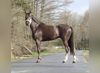 Koń westfalski, Klacz, 3 lat, 165 cm, Ciemnokasztanowata