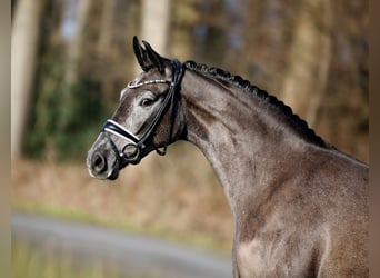 Koń westfalski, Klacz, 3 lat, 165 cm, Karosiwa