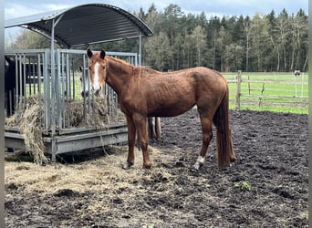 Koń westfalski, Klacz, 3 lat, 165 cm, Kasztanowata