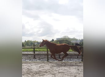 Koń westfalski, Klacz, 3 lat, 165 cm, Kasztanowata