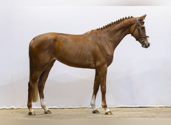 Koń westfalski, Klacz, 3 lat, 165 cm