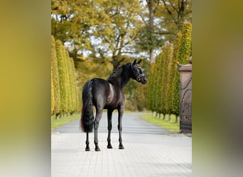 Koń westfalski, Klacz, 3 lat, 165 cm, Skarogniada