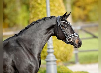 Koń westfalski, Klacz, 3 lat, 165 cm, Skarogniada