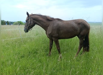 Koń westfalski, Klacz, 3 lat, 166 cm, Ciemnokasztanowata