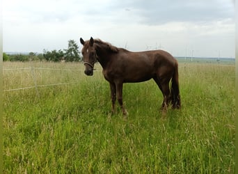 Koń westfalski, Klacz, 3 lat, 166 cm, Ciemnokasztanowata