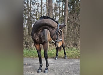 Koń westfalski, Klacz, 3 lat, 166 cm, Gniada