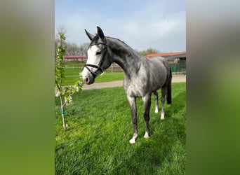Koń westfalski, Klacz, 3 lat, 166 cm, Siwa