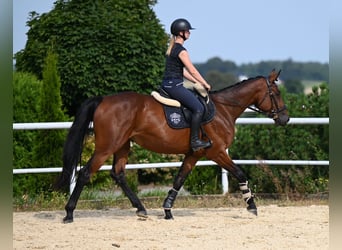 Koń westfalski, Klacz, 3 lat, 167 cm, Gniada