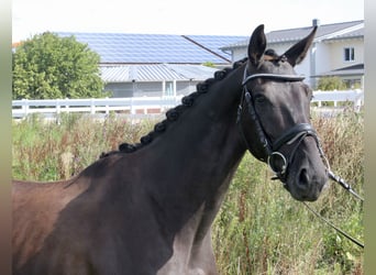 Koń westfalski, Klacz, 3 lat, 167 cm, Kara