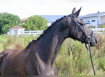 Koń westfalski, Klacz, 3 lat, 167 cm, Kara