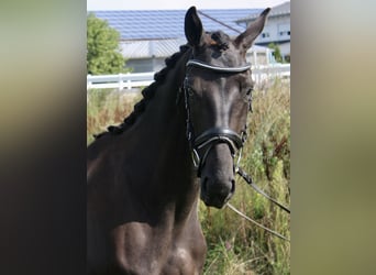 Koń westfalski, Klacz, 3 lat, 167 cm, Kara