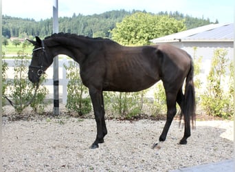 Koń westfalski, Klacz, 3 lat, 167 cm, Kara