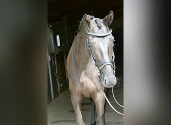 Koń westfalski, Klacz, 3 lat, 167 cm, Kara