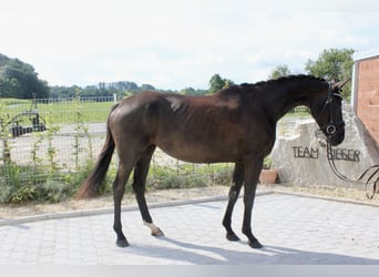 Koń westfalski, Klacz, 3 lat, 167 cm, Kara