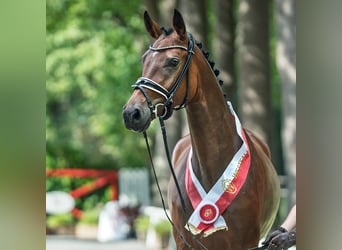 Koń westfalski, Klacz, 3 lat, 168 cm, Gniada