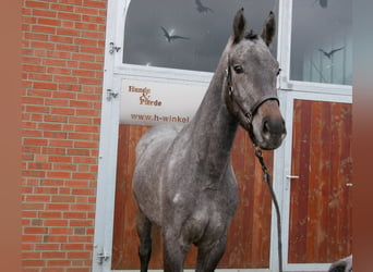 Koń westfalski, Klacz, 3 lat, 168 cm, Siwa