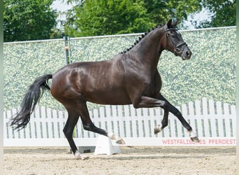 Koń westfalski, Klacz, 3 lat, 168 cm, Skarogniada