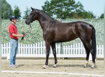 Koń westfalski, Klacz, 3 lat, 168 cm, Skarogniada