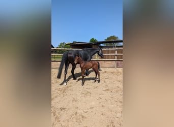 Koń westfalski, Klacz, 3 lat, 169 cm, Gniada