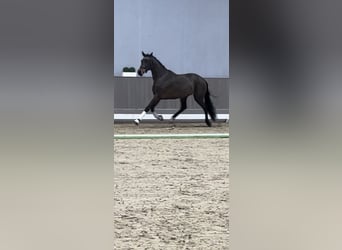 Koń westfalski, Klacz, 3 lat, 169 cm, Gniada