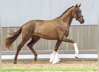 Koń westfalski, Klacz, 3 lat, 169 cm, Kasztanowata